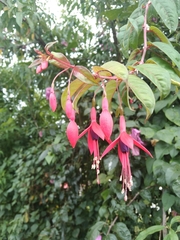 Fuchsia × hybrida