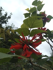 Erythrina variegata