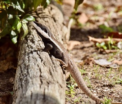 Lophognathus gilberti