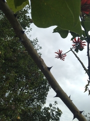 Erythrina variegata