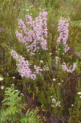 Erica glomiflora glomiflora