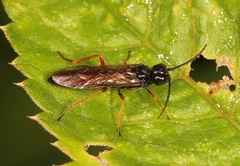 Allantus calceatus