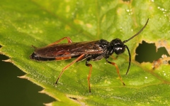 Allantus calceatus