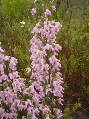 Erica glomiflora glomiflora