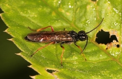 Allantus calceatus