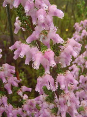 Erica glomiflora glomiflora