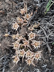 Euphorbia pseudotuberosa