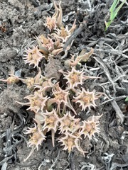 Euphorbia pseudotuberosa