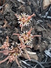 Euphorbia pseudotuberosa