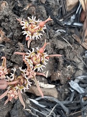 Euphorbia pseudotuberosa