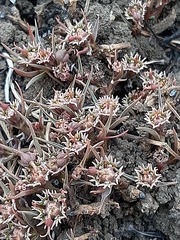 Euphorbia pseudotuberosa