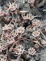 Euphorbia pseudotuberosa