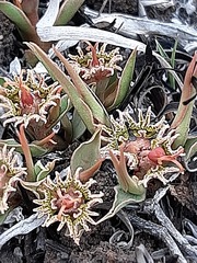 Euphorbia pseudotuberosa