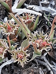 Euphorbia pseudotuberosa