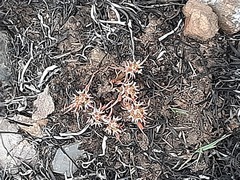 Euphorbia pseudotuberosa