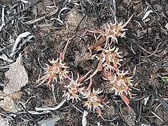 Euphorbia pseudotuberosa