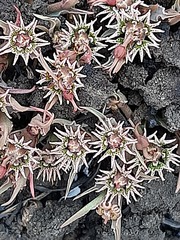 Euphorbia pseudotuberosa