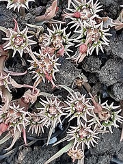 Euphorbia pseudotuberosa
