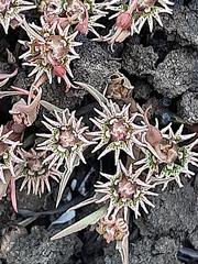 Euphorbia pseudotuberosa