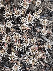 Euphorbia pseudotuberosa