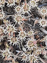 Euphorbia pseudotuberosa