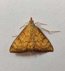Ecpyrrhorrhoe rubiginalis