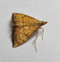 Ecpyrrhorrhoe rubiginalis