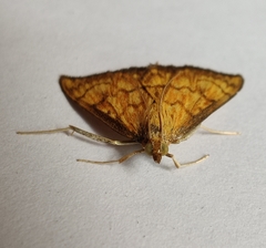 Ecpyrrhorrhoe rubiginalis