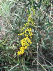 Solidago pinetorum