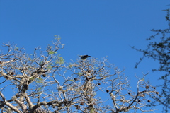 Polyboroides radiatus