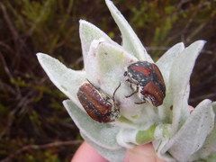 Trichostetha capensis