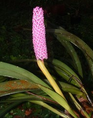Arpophyllum giganteum