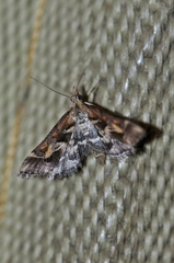 Diasemia