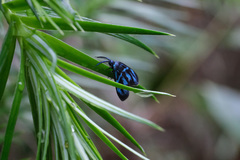 Clelea sapphirina
