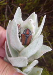 Trichostetha capensis