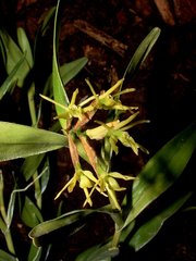 Epidendrum lagenocolumna