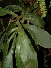 Chysis tricostata