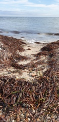 Posidonia australis