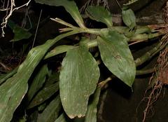 Chysis tricostata