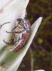 Trichostetha capensis