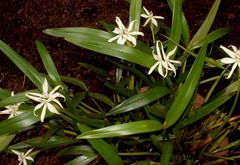 Prosthechea baculus