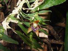 Dichaea muricatoides