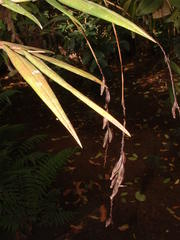 Epidendrum laucheanum