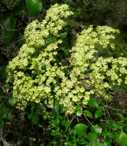 iNaturalist observation photo of blue elder