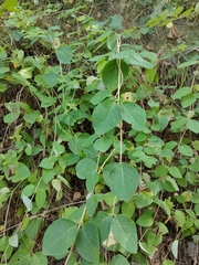 Lonicera caprifolium