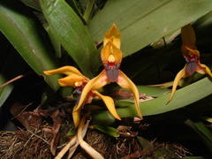 Maxillaria praestans