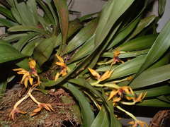 Maxillaria praestans