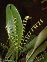 Stelis gelida