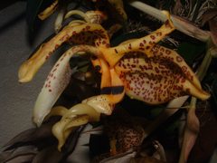Stanhopea costaricensis