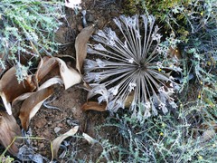 Brunsvigia bosmaniae